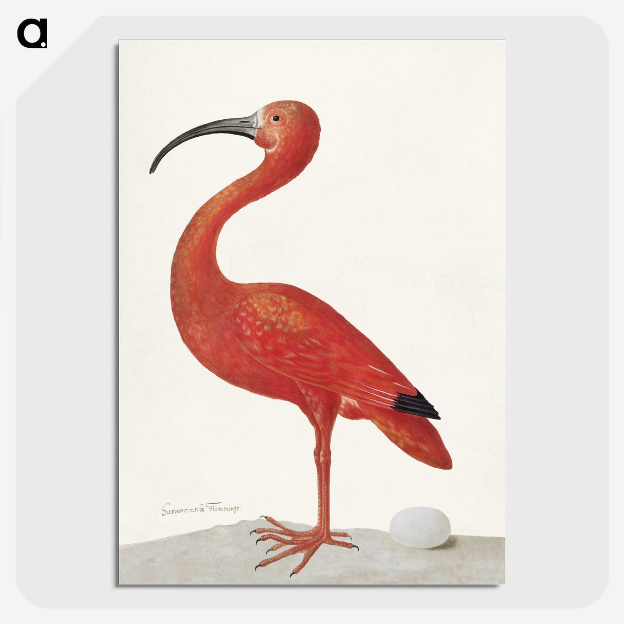 1-2_Maria-Sibylla-Merian_picture-crop