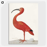 1-2_Maria-Sibylla-Merian_picture-crop