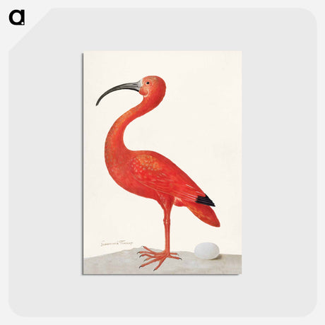 アートポストカード-Scarlet Ibis with an Egg
 - マリア ジビーラ メーリアン Postcard.