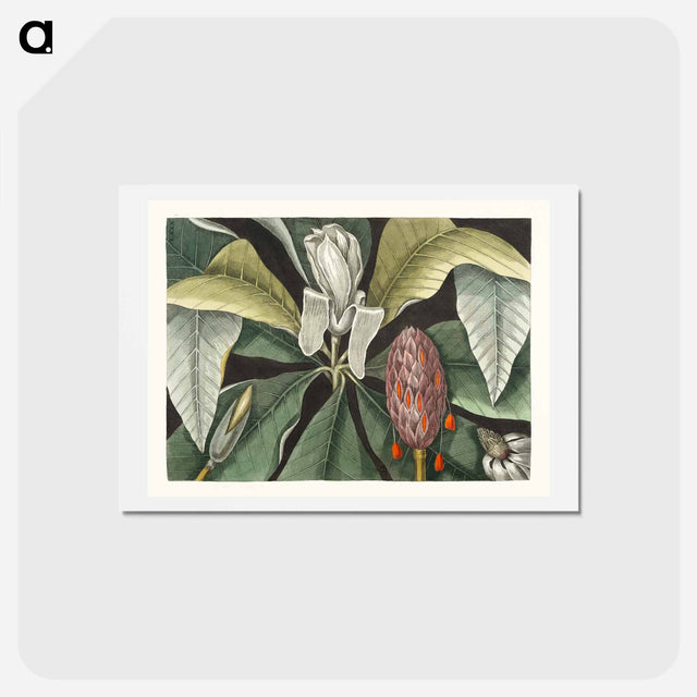 アートポストカード-Umbrella Tree (Magnolia)
 - マーク ケイツビー Postcard.