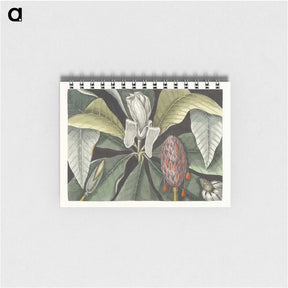 1-2_Mark-Catesby_memo