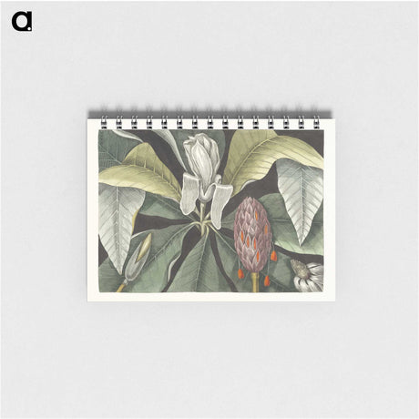 1-2_Mark-Catesby_memo