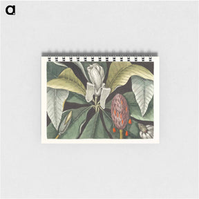 アートメモ帳-Umbrella Tree (Magnolia)
 - マーク ケイツビー Memo.