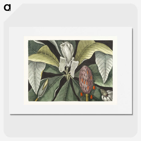 1-2_Mark-Catesby_picture