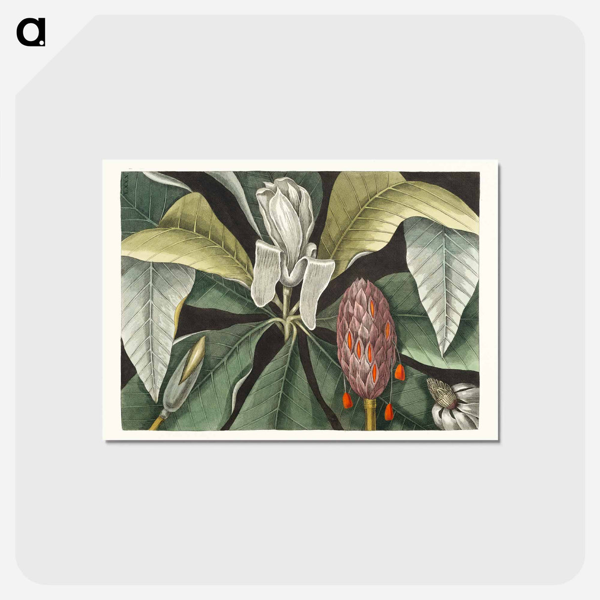 アートポストカード-Umbrella Tree (Magnolia)
 - マーク ケイツビー Postcard.