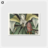 アートポストカード-Umbrella Tree (Magnolia)
 - マーク ケイツビー Postcard.