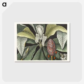 1-2_Mark-Catesby_postcard