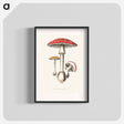 アートポスター-Amanita muscaria
 - 薬用植物学 Poster.