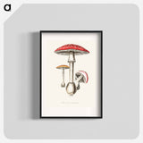 アートポスター-Amanita muscaria
 - 薬用植物学 Poster.