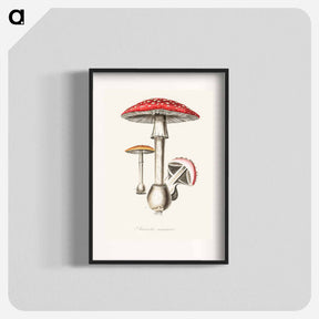 アートポスター-Amanita muscaria
 - 薬用植物学 Poster.