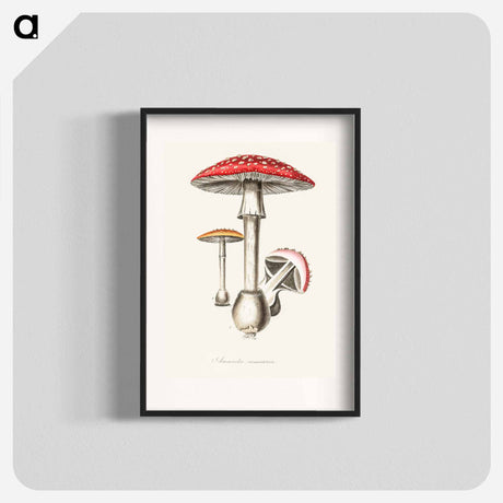 アートポスター-Amanita muscaria
 - 薬用植物学 Poster.