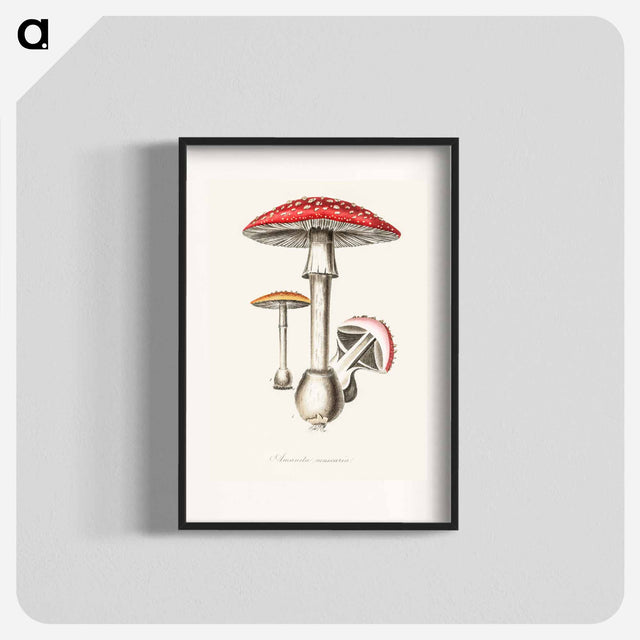 アートポスター-Amanita muscaria
 - 薬用植物学 Poster.