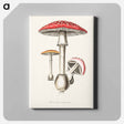 アートパネル-Amanita muscaria
 - 薬用植物学 Canvas.