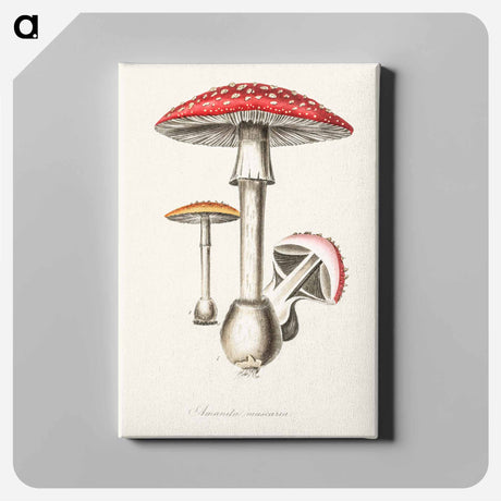アートパネル-Amanita muscaria
 - 薬用植物学 Canvas.