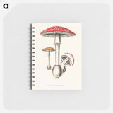 アートメモ帳-Amanita muscaria
 - 薬用植物学 Memo.