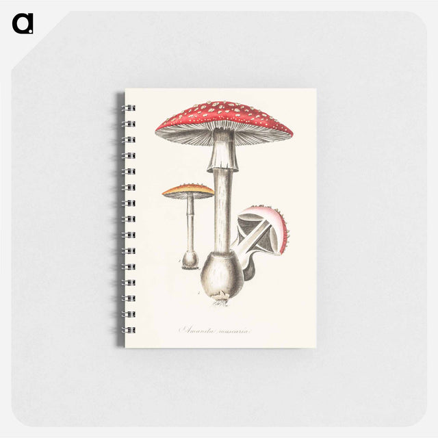 アートメモ帳-Amanita muscaria
 - 薬用植物学 Memo.