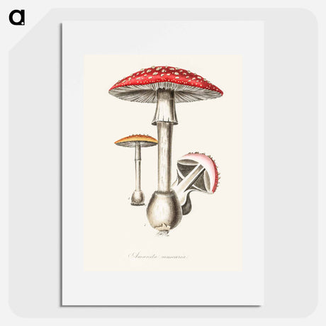 アートポスター-Amanita muscaria
 - 薬用植物学 Poster.