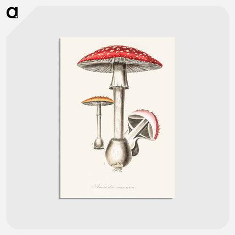アートポストカード-Amanita muscaria
 - 薬用植物学 Postcard.