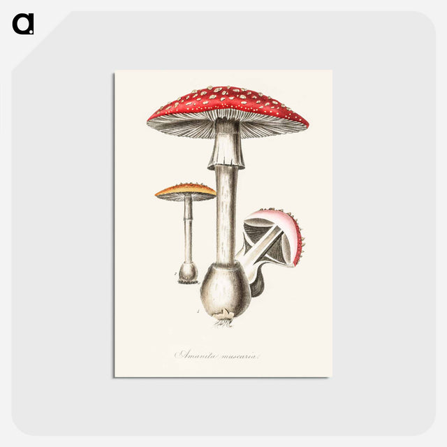 アートポストカード-Amanita muscaria
 - 薬用植物学 Postcard.