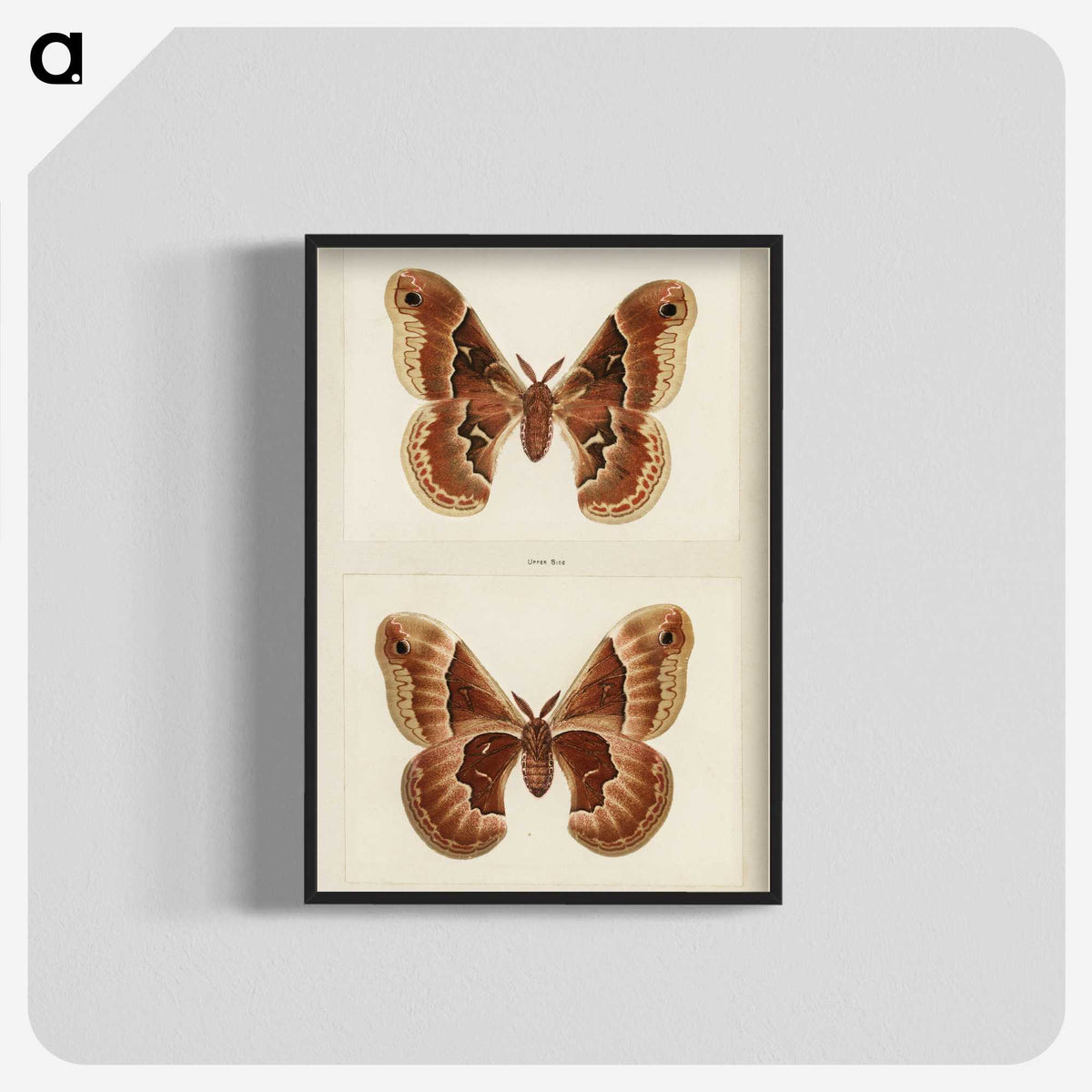 1-2_Moths-and-Butterflies-of-the-United-States_blk-crop