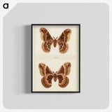 1-2_Moths-and-Butterflies-of-the-United-States_blk-crop