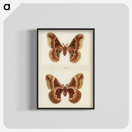 1-2_Moths-and-Butterflies-of-the-United-States_blk-crop