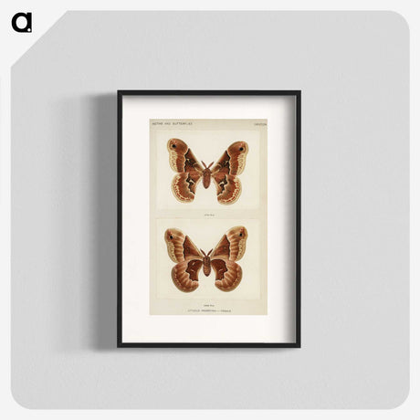 1-2_Moths-and-Butterflies-of-the-United-States_blk