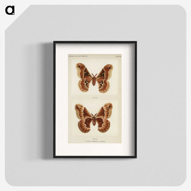 1-2_Moths-and-Butterflies-of-the-United-States_blk