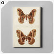 1-2_Moths-and-Butterflies-of-the-United-States_canvas