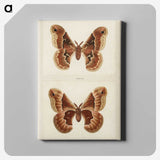 1-2_Moths-and-Butterflies-of-the-United-States_canvas