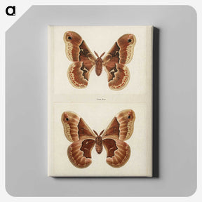 1-2_Moths-and-Butterflies-of-the-United-States_canvas