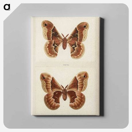 1-2_Moths-and-Butterflies-of-the-United-States_canvas