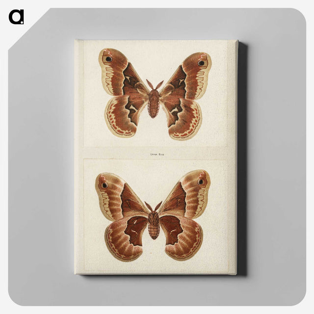 1-2_Moths-and-Butterflies-of-the-United-States_canvas