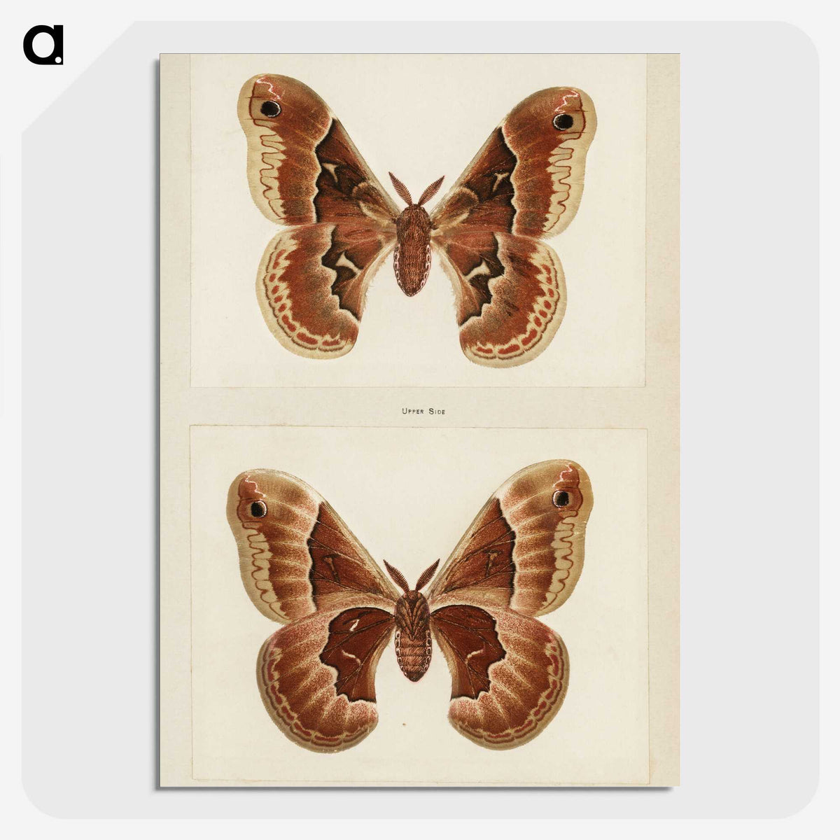 1-2_Moths-and-Butterflies-of-the-United-States_picture-crop