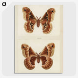 1-2_Moths-and-Butterflies-of-the-United-States_picture-crop