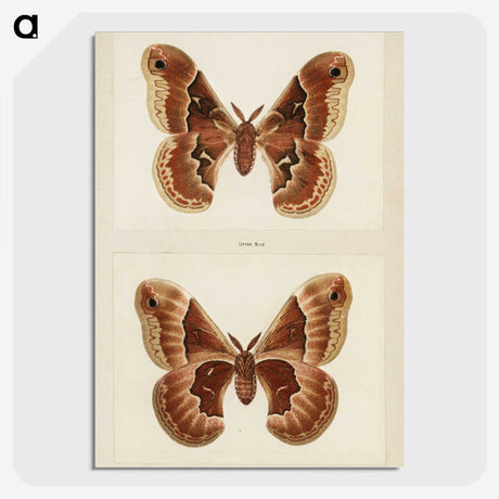 1-2_Moths-and-Butterflies-of-the-United-States_picture-crop