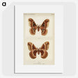 1-2_Moths-and-Butterflies-of-the-United-States_picture