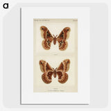 1-2_Moths-and-Butterflies-of-the-United-States_picture