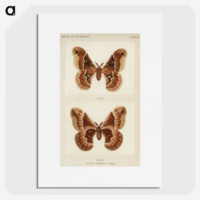 1-2_Moths-and-Butterflies-of-the-United-States_picture