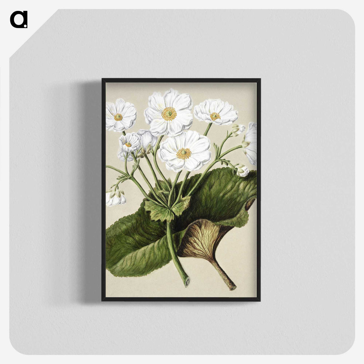 1-2_Native-Flowering-Plants-of-New-Zealand_blk-crop