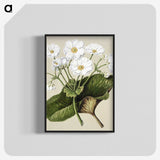 1-2_Native-Flowering-Plants-of-New-Zealand_blk-crop