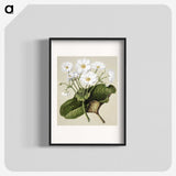 1-2_Native-Flowering-Plants-of-New-Zealand_blk