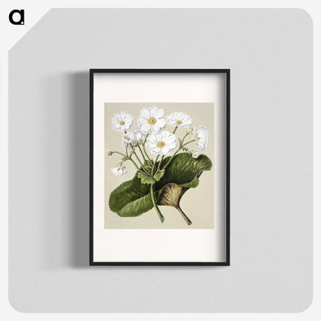 1-2_Native-Flowering-Plants-of-New-Zealand_blk
