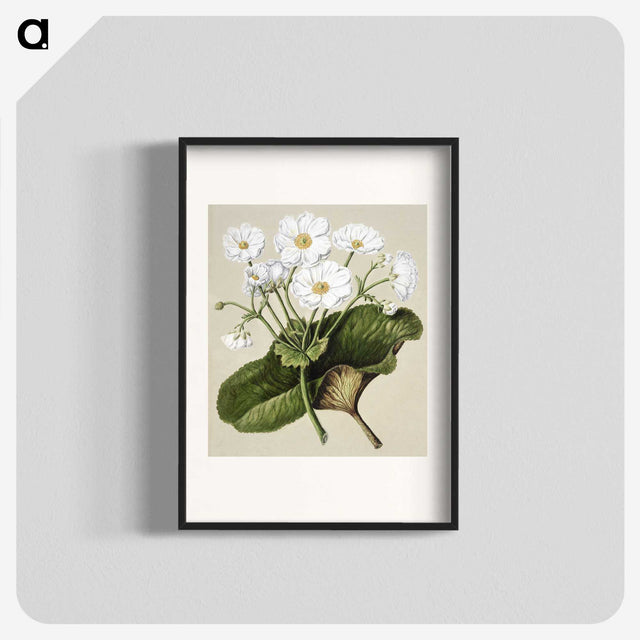 1-2_Native-Flowering-Plants-of-New-Zealand_blk