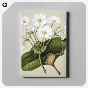 1-2_Native-Flowering-Plants-of-New-Zealand_canvas