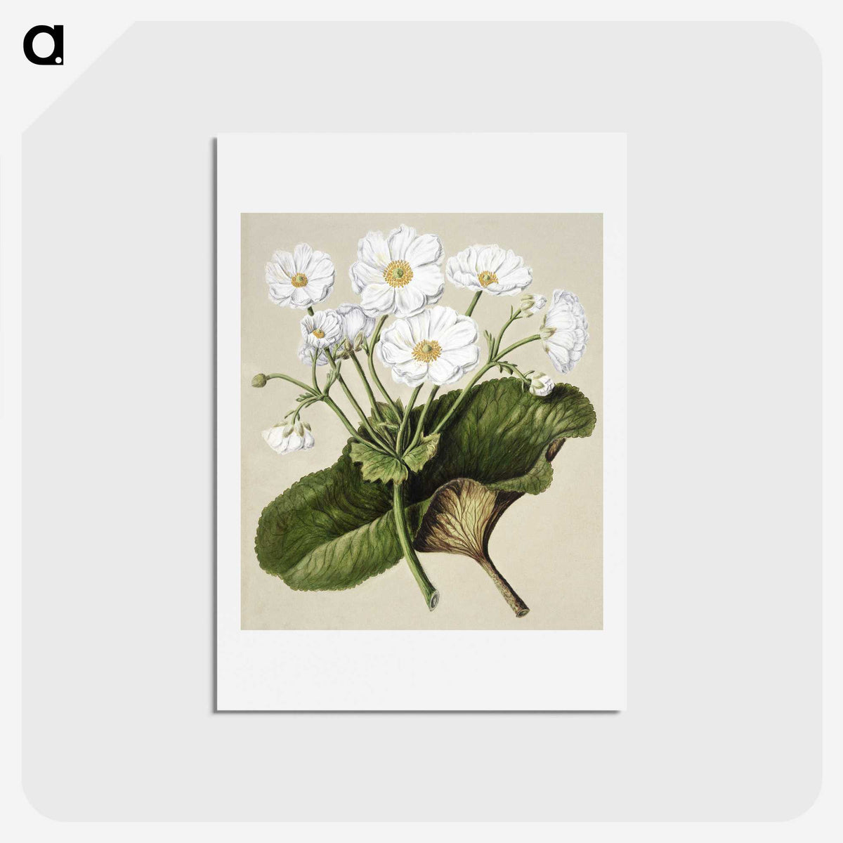 1-2_Native-Flowering-Plants-of-New-Zealand_hagaki