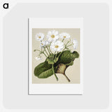 1-2_Native-Flowering-Plants-of-New-Zealand_hagaki
