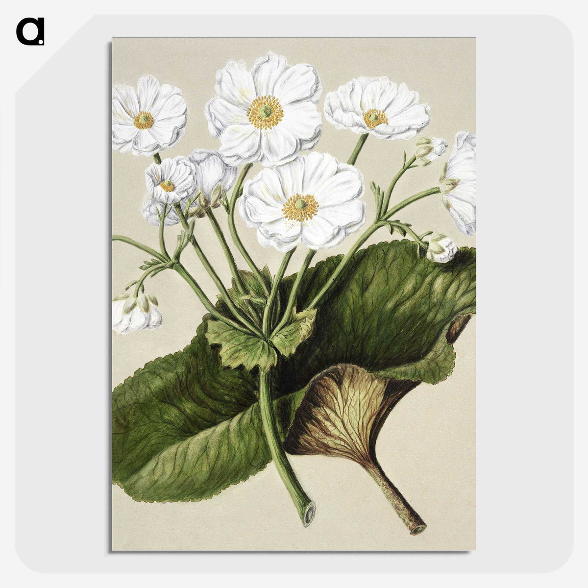 1-2_Native-Flowering-Plants-of-New-Zealand_picture-crop