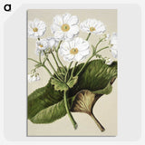 1-2_Native-Flowering-Plants-of-New-Zealand_picture-crop