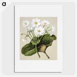 1-2_Native-Flowering-Plants-of-New-Zealand_picture